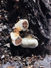 Pholiota nubigena