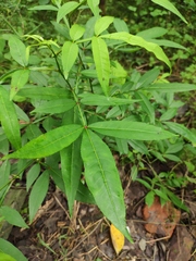 Zanthoxylum armatum