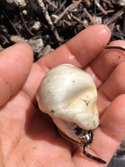 Pholiota nubigena