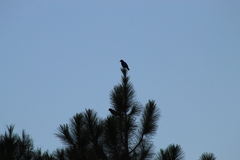 Cyanocorax caeruleus