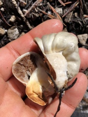 Pholiota nubigena