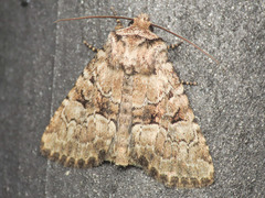 Clemathada calberlai