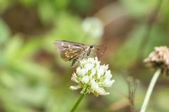 Amblyscirtes reversa