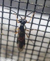 Xyeloidea