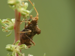Centrocoris variegatus
