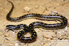 Lycodon flavomaculatus