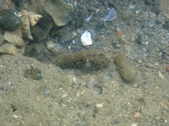 Cryptocentrus caeruleomaculatus