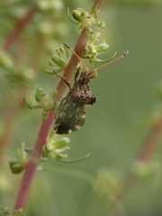 Centrocoris variegatus