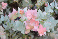 Protea amplexicaulis