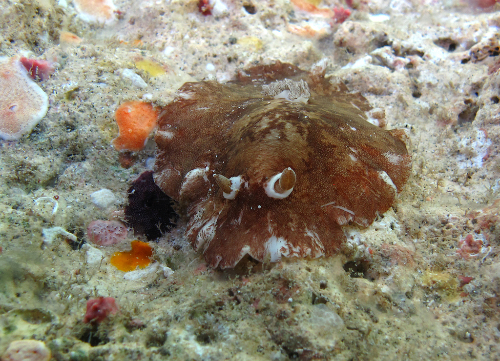 Platydoris