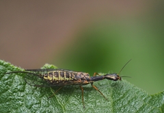 Raphidia euxina