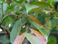 Glochidion hohenackeri