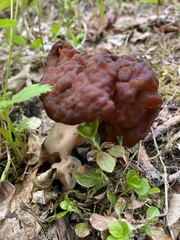 Gyromitra