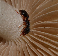 Myrmecina americana