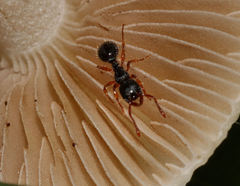 Myrmecina americana