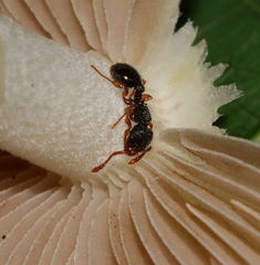 Myrmecina americana