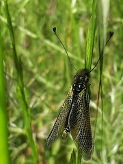 Libelloides ictericus