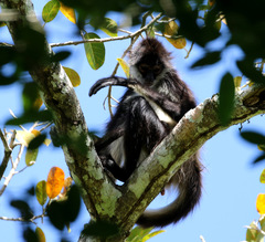 Ateles geoffroyi vellerosus