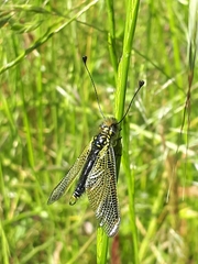 Libelloides ictericus