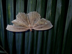 Pareumelea eugeniata