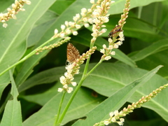 Aricoris epulus