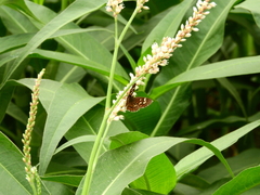 Aricoris epulus