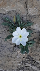 Oenothera cespitosa