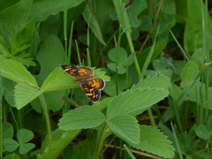Phyciodes batesii