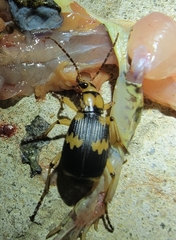 Pheropsophus javanus