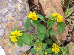 Lysimachia congestiflora