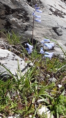 Brimeura amethystina