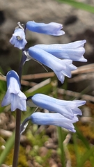 Brimeura amethystina