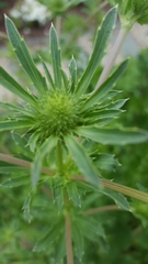 Eryngium planum