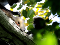 Ateles geoffroyi vellerosus