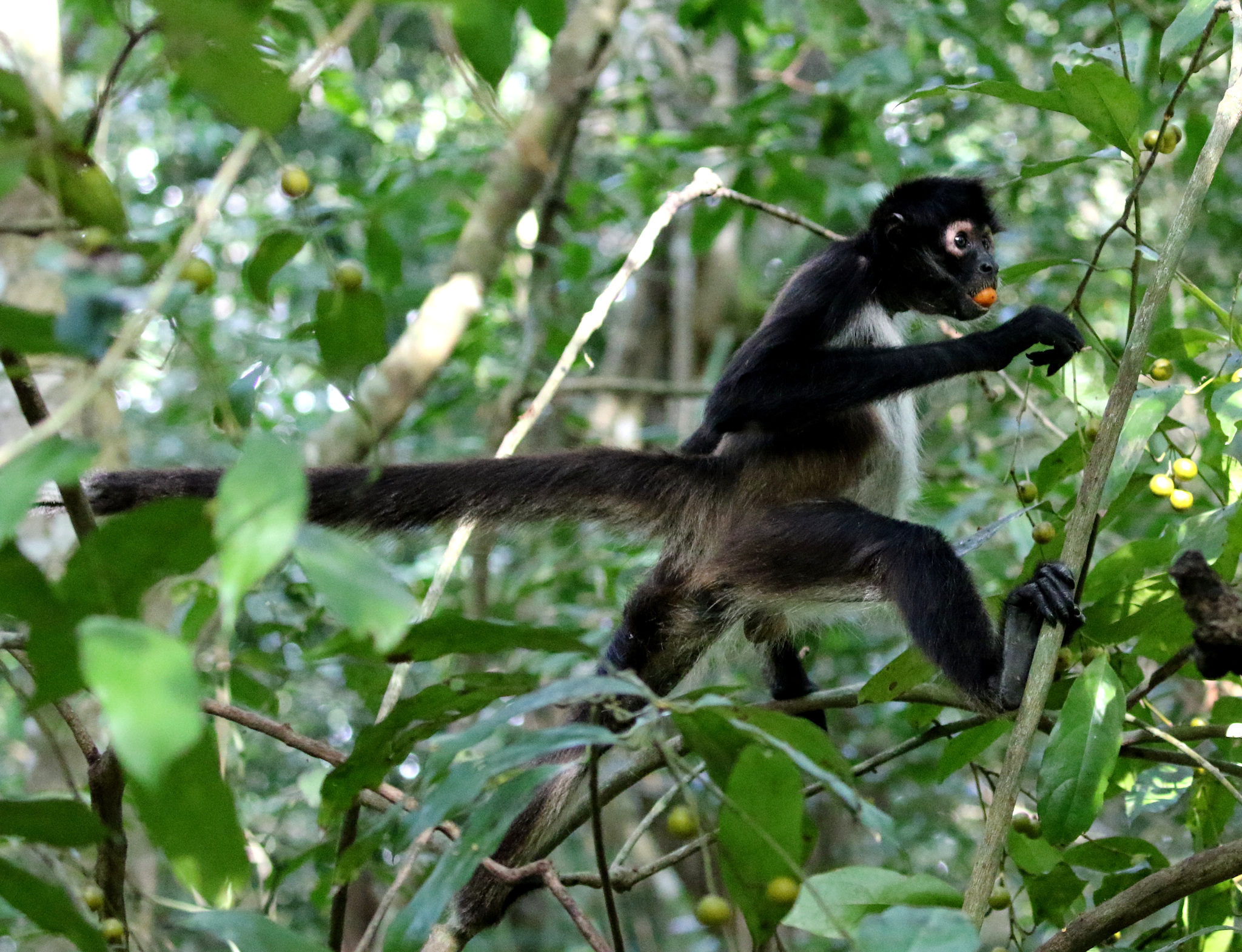 Macaco-aranha-de-Geoffroy (Ateles geoffroyi)