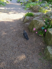 Corvus monedula