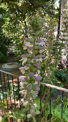Acanthus mollis