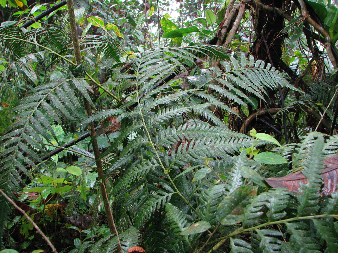 Saccolomatineae