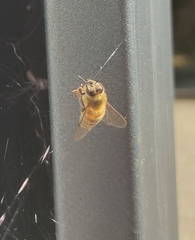 Apis mellifera