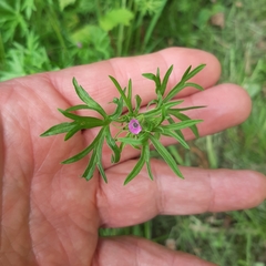 Geranium dissectum