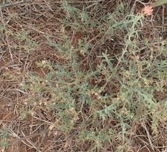 Delosperma multiflorum