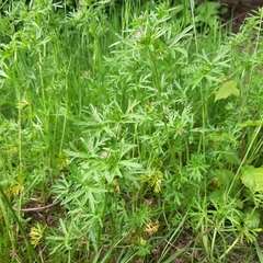 Geranium dissectum