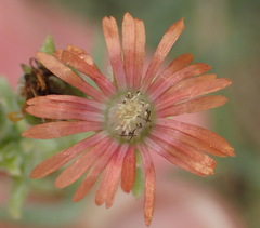 Delosperma multiflorum