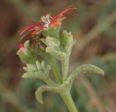 Delosperma multiflorum