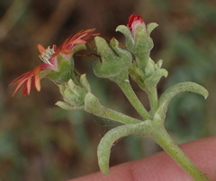Delosperma multiflorum
