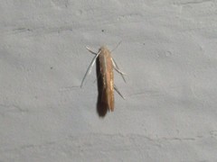 Phyllonorycter basistrigella