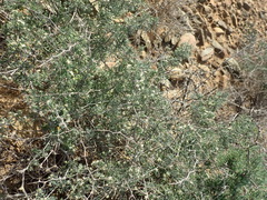 Asparagus burchellii