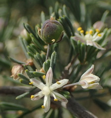 Asparagus burchellii