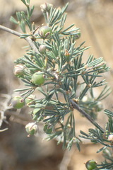 Asparagus burchellii
