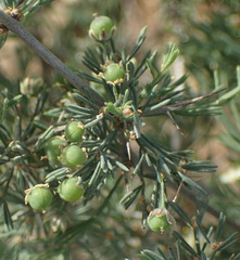 Asparagus burchellii